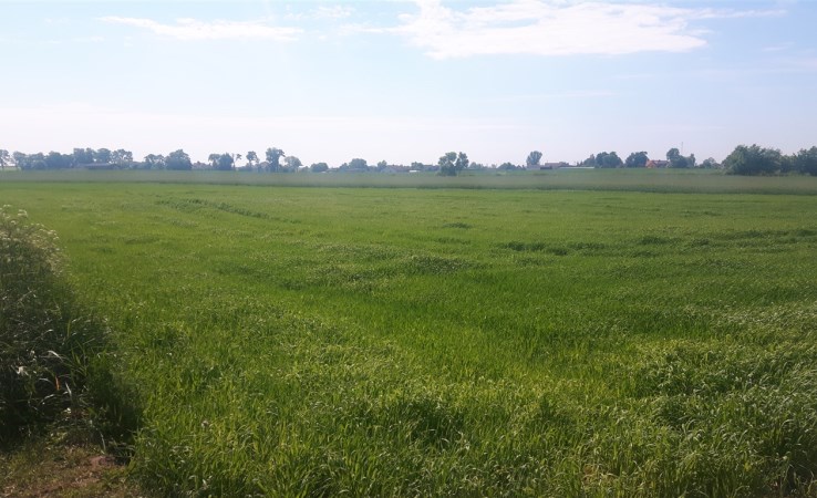 działka na sprzedaż - Wągrowiec (gw), Łekno